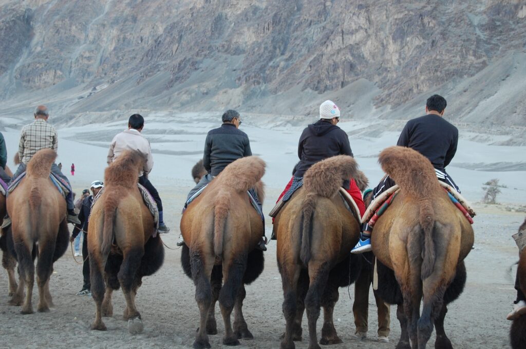 onthegokashmir-ladakh nubra valley1