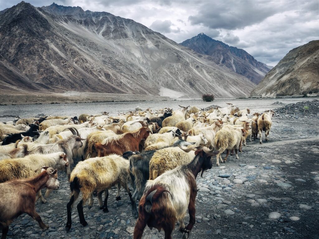 onthekashmir-ladakh-nubra valley3